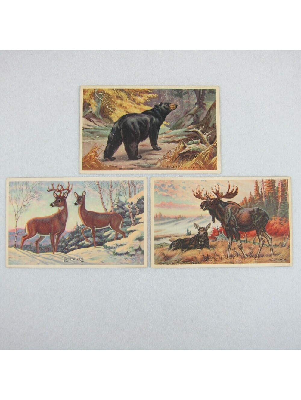 Vintage 1939 National Wildlife Postcards Lot 3 Moose, Whitetail Deer, Black Bear